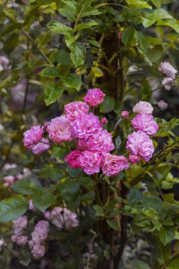 Rose Rubi Kraliçesi. Gül bahçesindeki güllerin enfes çeşitleri. Dikey fotoğraf