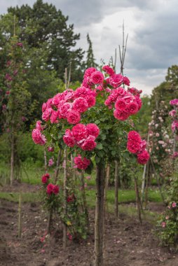 Kök güller, her bahçedeki en parlak noktalardır. Konteynırlardaki süsleme girişleri ya da gül yataklarına yükseklik katmak. Gül bahçesindeki güllerin zarif çeşitleri.