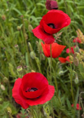 Papaver rhoeas tarlası, mısır haşhaşı, mısır gülü, tarla gelinciği, Flanders gelinciği, kırmızı haşhaş ve Odai. Yaz manzarası. Dikey fotoğraf