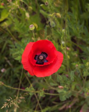 Papaver rhoeas, yaygın, mısır gelinciği, mısır gülü, tarla gelinciği, Flanders gelinciği, kırmızı gelincik ve Odai, her yıl yetişen otçul bitki türü. Dikey fotoğraf. Kapat.