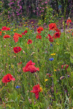 Papaver rhoeas tarlası, mısır haşhaşı, mısır gülü, tarla gelinciği, Flanders gelinciği, kırmızı haşhaş ve Odai. Yaz manzarası
