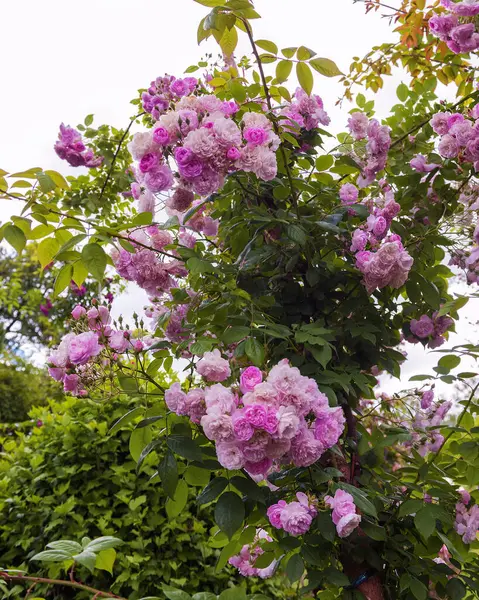 Rose Laure Davoust. Büyük, üzüm şeklinde çiçek başları olan çekici bir serseri. Gül bahçesindeki güllerin enfes çeşitleri. Dikey fotoğraf