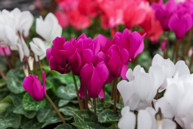 Cyclamen persicum Djix, indoor cyclamen with wonderful flowers in bright colors. Close up clipart