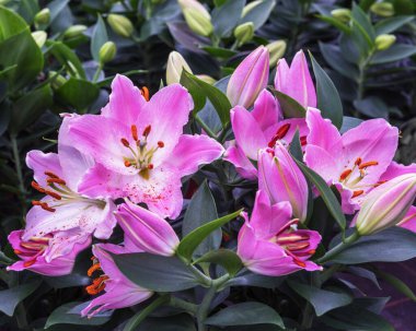 The Oriental Lily 'Rascal Souvenir' is an interesting perennial plant with light pink, funnel-shaped, strongly scented flowers clipart