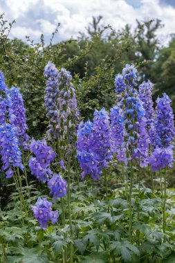 Delphinium elatum 'Sihirli Flüt'. Her çiçeğin merkezi açık veya koyu renklidir. Dikey fotoğraf