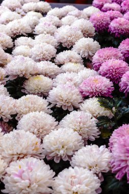 Chrysantheme Zembla, Chryanthemum indicum are beauty and elegance. A universal material for flower arrangements. Vertical photo clipart