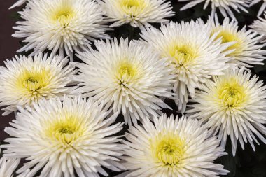 White Chrysanthemum an exquisite flowering plant with bright white inflorescences are beauty and elegance clipart