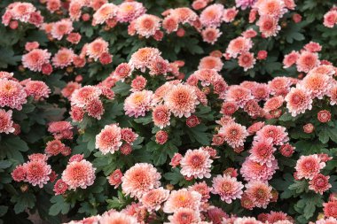 Kasımpatı Multiflora, bir saksı bitkisi, bir kesim bitkisi, kaya bahçesinde, kış bahçesinde, ya da kır evinde. Sonbahar çiçeklerinin çiçek arkaplanı