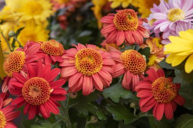 Kasımpatı Bahçesi Anne, Kasımpatı İncelemesi. Bahçede ya da balkonda sonbahar yatakları ya da sınırlar için gerçek bir renk ihtişamı. Kapat.