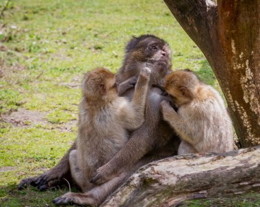 Barbary macaque familyası, Macaca sylvanus, Cezayir, Tunus ve Fas 'ın Atlas Dağları' na özgü bir makak türüdür.