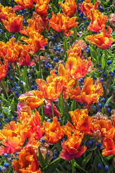 Hollanda 'da bir parkta çiçek açan egzotik lalelerin tarlası. Bahar manzarası. Bahçeler, parklar, buketler için çiçekler. Dikey fotoğraf