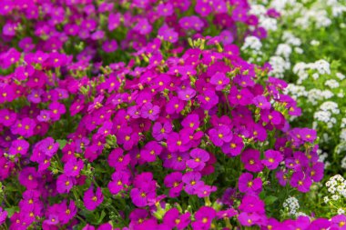 Aubrieta 'Blaumeise' en popüler yer kapaklarından biridir. Bu uzun ömürlü çiçekleri kaya bahçesi için ideal bir seçim.
