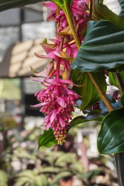 Medinilla magnifica Dolce Vita, gösterişli medinilla ya da gül üzümü. Bahçeler, parklar, balkonlar, teraslar, odalar için çiçekler. Dikey fotoğraf