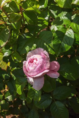 Fincan şeklinde, leylak pembesi bir çalı gülü. Enfes gül çeşitleri. Kapatın. Yaz manzarası