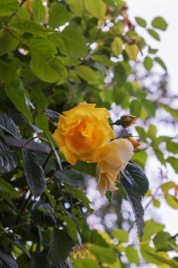 Rose Golden Gate, the climbing rose with golden yellow flowers. Exquisite varieties of roses in the rose garden clipart