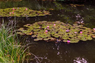 Decorative pond with water lilies, place of relaxation and meditation in the garden clipart