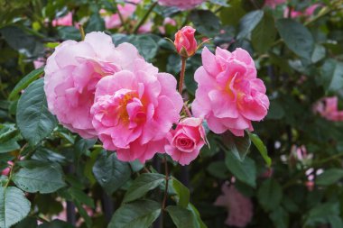 Shrub rose Rosario with flowers of purest light pink and dark contrasting stamens and fruity scent. Exquisite varieties of roses in the rose garden. Sommer landscape clipart