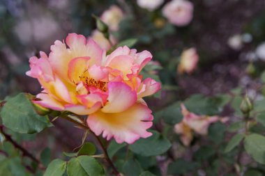 Rose Parure d 'or' a tırmanıyorum. Çiçekler fincan şeklinde, dolgun yuvarlak ve gevşek bir şekilde altın sarısı yapraklarla doludur. Dekoratif fırça. Kapat.