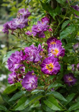 Rose Donau, yoğun kokulu, mor menekşe çiçekli, bol ve yarı çift çiçekli bir çiçek. Yoğun bir koku. Dikey fotoğraf