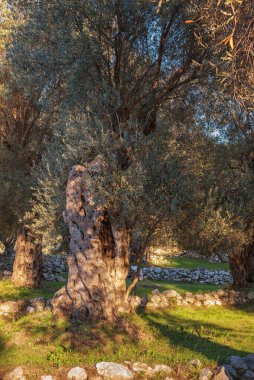 Karadağ 'ın Akdeniz bölgesindeki zeytin, Olea Europaea. Gri kabuklu, eğri büğrü gövdeli, düğümlü, uzun dallı Evergreen ağacı. Dikey fotoğraf