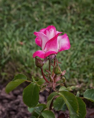 Parlak pembe çiçeklerle Rose Colbert. Gül bahçesindeki güllerin enfes çeşitleri. Yaz manzarası. Dikey fotoğraf