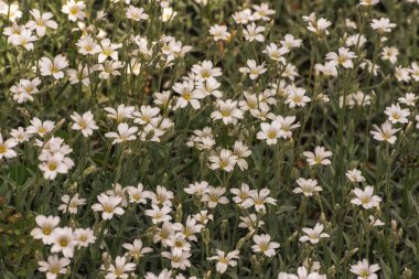 Serastium tomentosum, yazın kar yağması, beyaz çiçekli otçul bir bitki. Bahçecilik bitkisi, uzun ömürlü, kayalık, popüler ekilmiş süs çiçekleri.