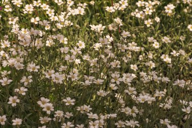 Cerastium tomentosum, snow-in-summer, an herbaceous flowering plant with silvery-grey stems, leaves, white flowers. A horticultural plant, perennial, rocky, popular cultivated ornamental flowers clipart