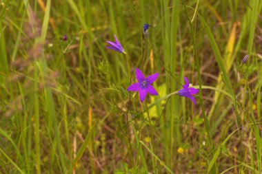 Campanula patula ya da yayılan çan çiçeği. Dar ve sivri yapraklı narin çan çiçekleri.