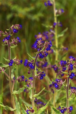 Anchusa azurea, garden anchusa and Italian bugloss. Wildflowers. Sommer landscape. Vertical photo clipart