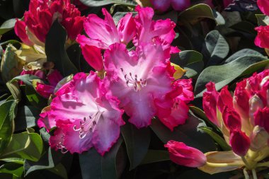 Rhododendron, parlak büyük çiçekli bir çalı. Kesikler için çiçekler, kayalık bahçeler, konservatuarlar, kır evleri, kokulu bahçeler.