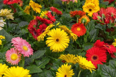 Gerberalar en popüler kesim ve saksı çiçekleridir. Kesikler için çiçekler, kaya bahçeleri, konservatuarlar, kır evleri, kokulu bahçeler. Çiçek çok renkli arka plan