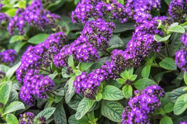 Heliotropium ağaçlar, bahçe helezonu, kirazlı turta, çalılık, yemyeşil, kısa ömürlü, parlak mor çiçekli, vanilya aromalı çalılar.