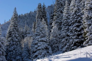 Dağ ormanındaki ağaçlara kar yağıyor..