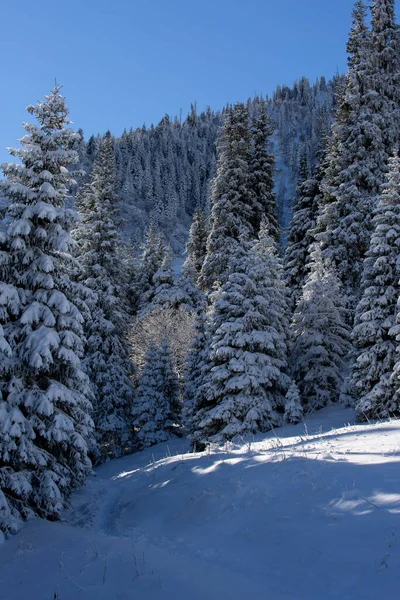 stock image Snow on the trees in the mountain forest.