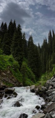 Yaz günü bir dağ ormanında manzara..