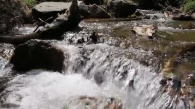 Ormandaki dağ gibi temiz su..