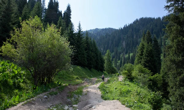 Пейзаж Гірському Лісі Літній День — стокове фото