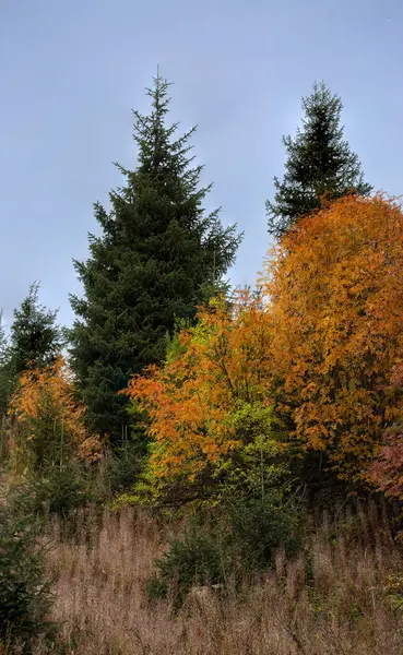 Пейзаж Лісом Горах Восени — стокове фото