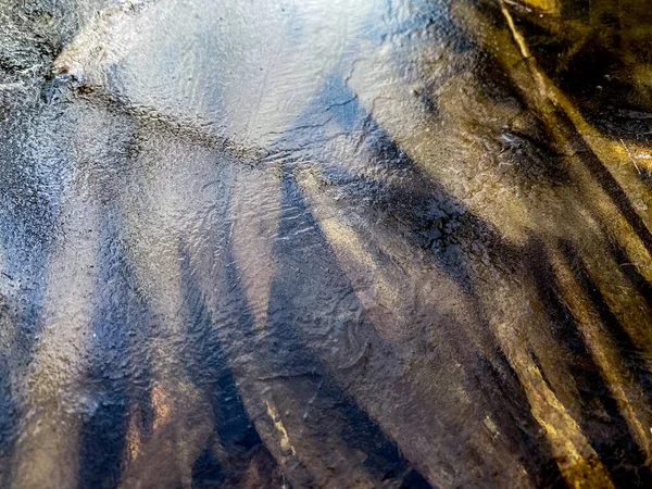 Замороженная Тростниковая Листья Дне Озера Толщине Льда — стоковое фото