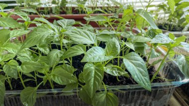 Kışın içeride sebze yetiştiriyor.