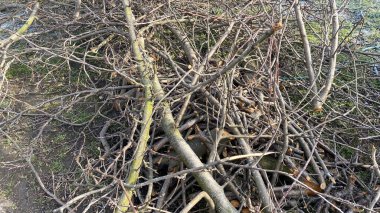 ev bahçesi bakımı, budama dalları, büyük ağaç