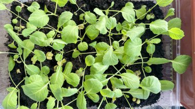 Evinizde, kendi pencerenizde, topraklı özel konteynırlarda yeşillik yetiştiriyorsunuz.