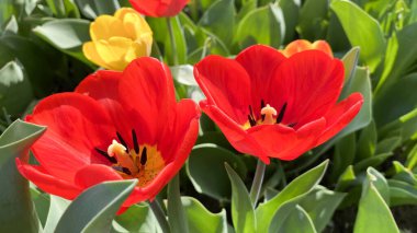 Yaz bahçesinde parlak çiçekler. Evde çiçek yetişiyor.