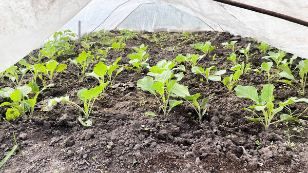 Growing cabbage in a greenhouse, under a special film covering