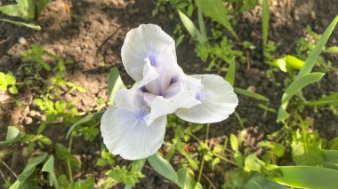 Parlak yaz güneşinin altında, bir çiçek tarhında