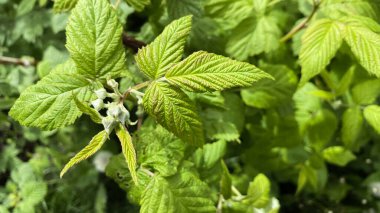 Bir ev çiftliğinde, dışarıda, arka bahçede, açık arazide yeşillik yetiştiriyor.