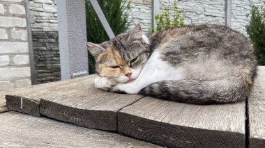 Bir evin arka bahçesinde uyuyan evcil kedi, büyük beton bir çitin arkasında.