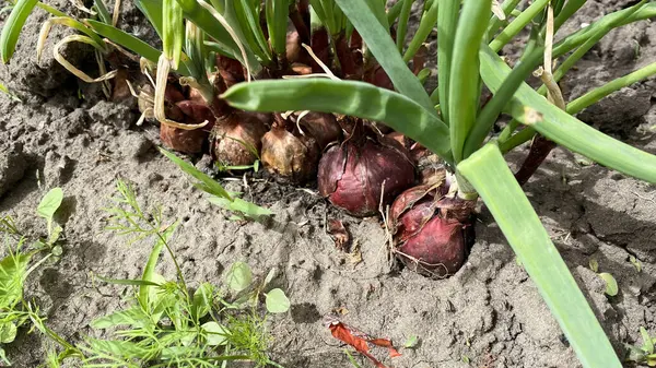Bir ev çiftliğinde, dışarıda, arka bahçede, açık arazide yeşillik yetiştiriyor.