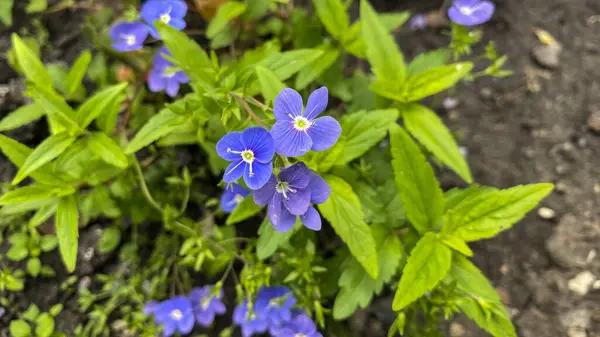 Çiçek tarlasında bir çiçek, kendi bahçenizde. Bud yakın plan, yaprakların ve toprağın arka planında