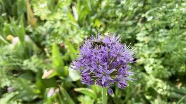 Çiçek tarlasında bir çiçek, kendi bahçenizde. Bud yakın plan, yaprakların ve toprağın arka planında